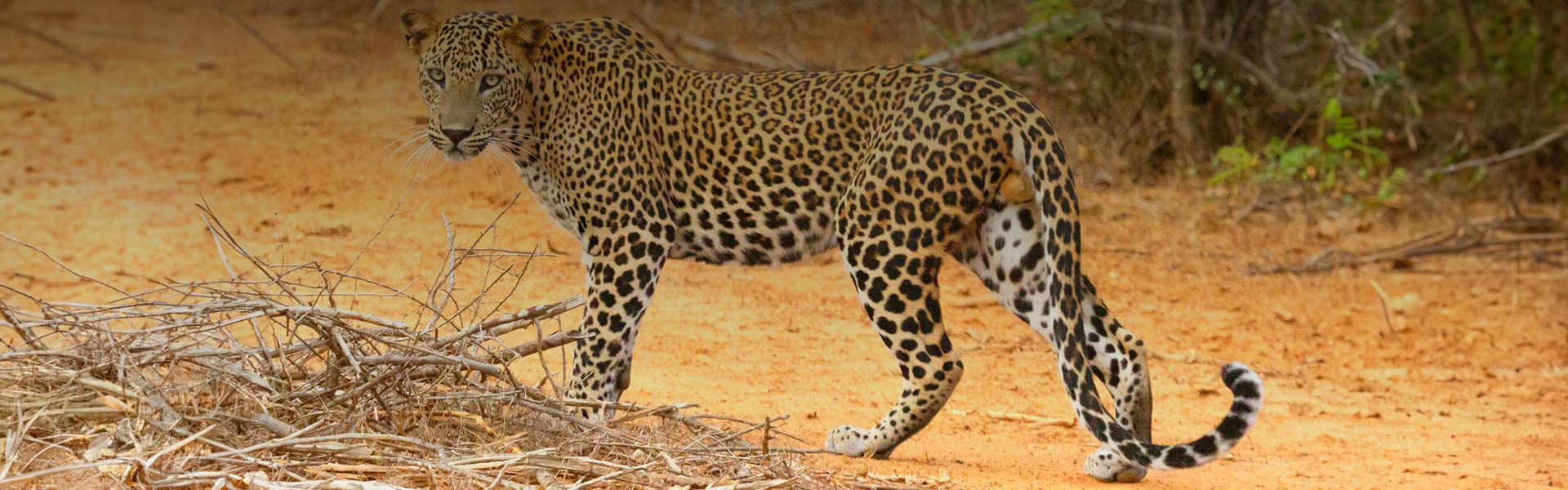 Sinharaja Forest Reserve
