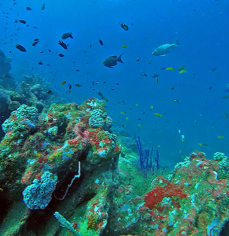 Hikkaduwa Coral Gardens